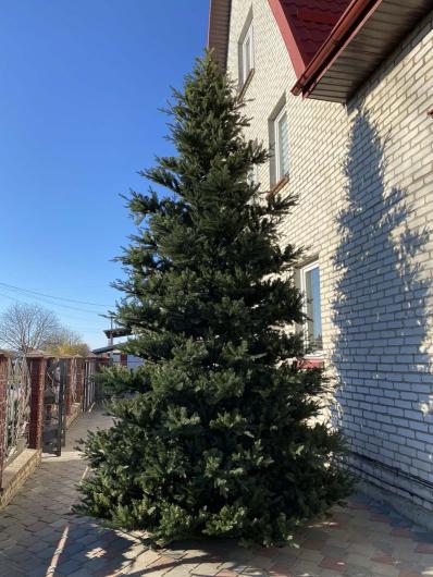 Product: High-rise christmas tree "Adel"