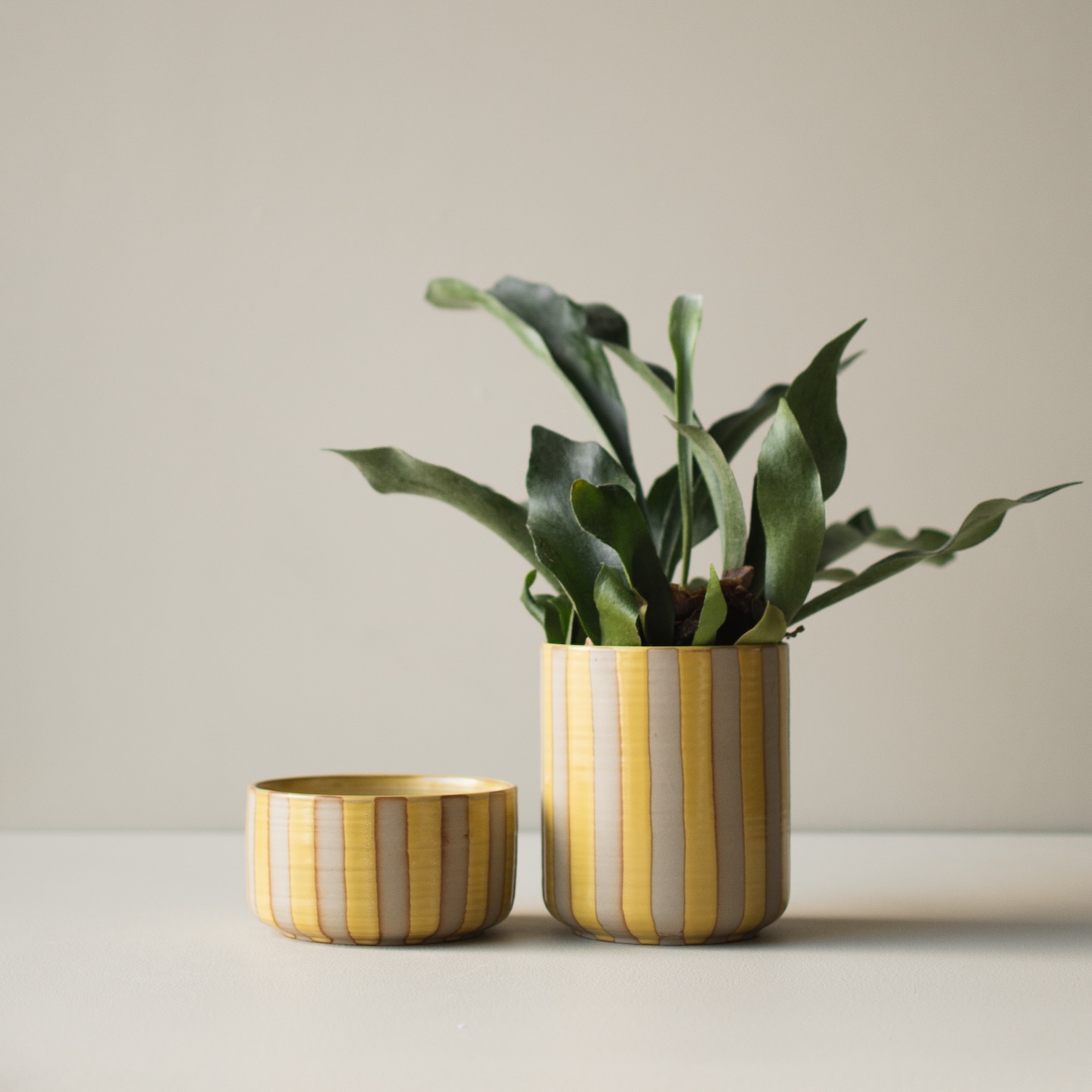 LINE STRIPE YELLOW