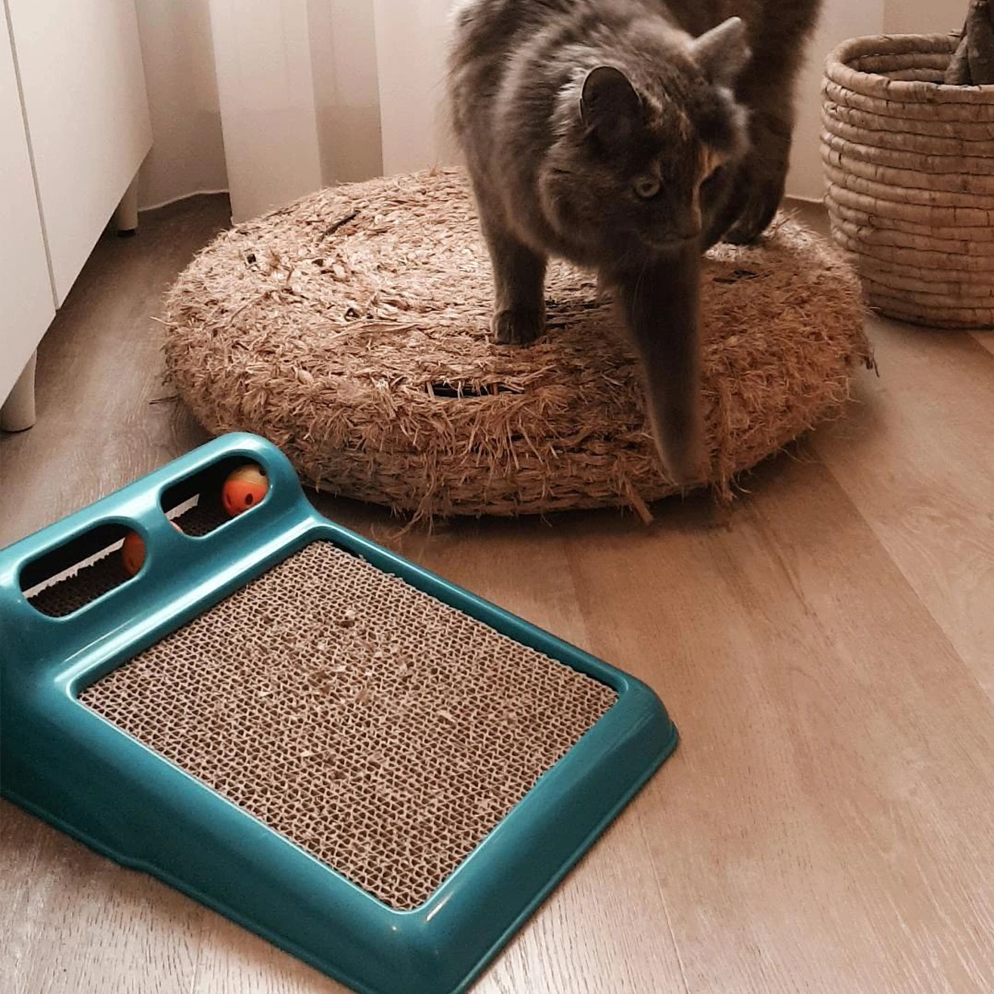 Pet Toys – Fun, Interaction and Well-being for Cats and Dogs