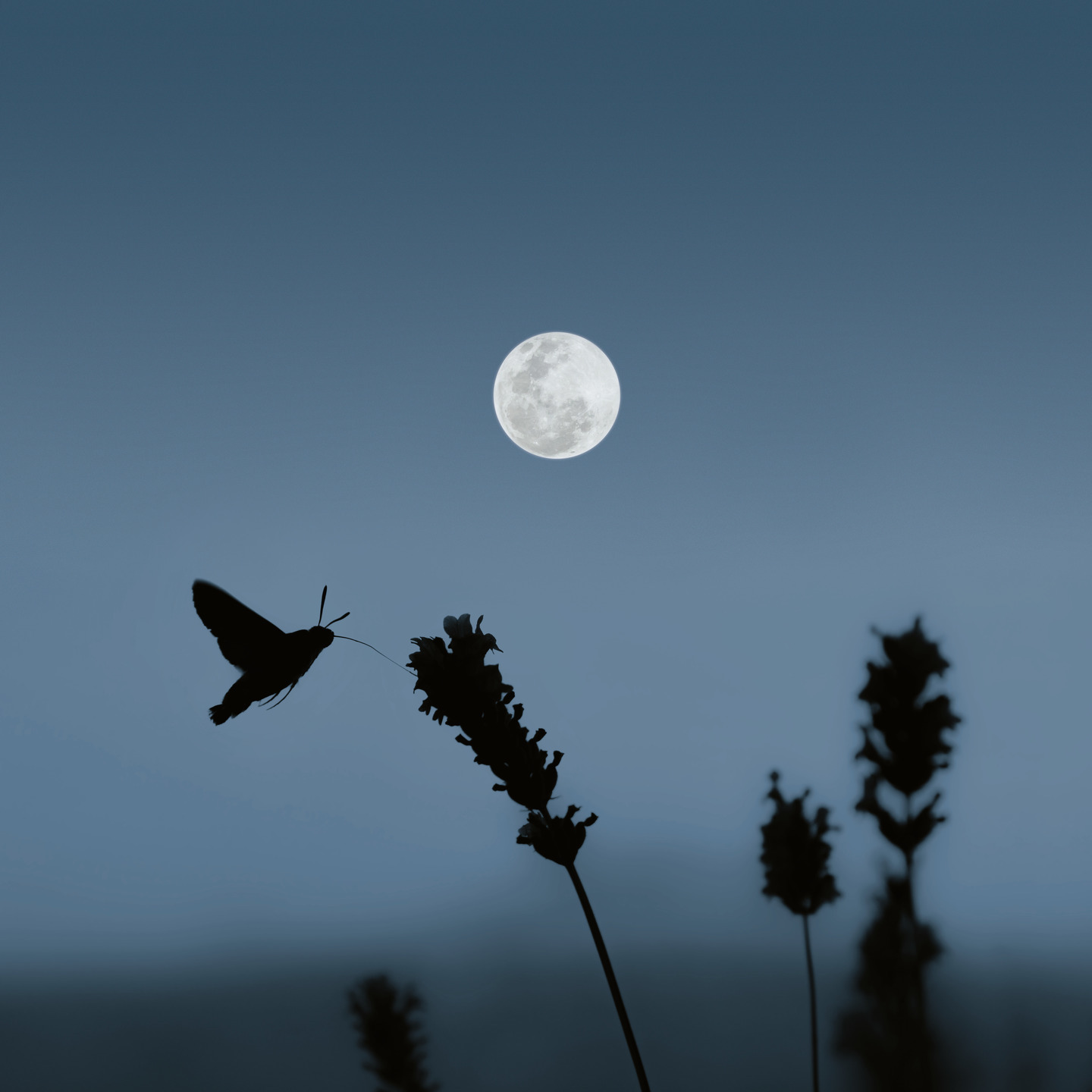 Responsible outdoor lighting – Environmentally friendly light