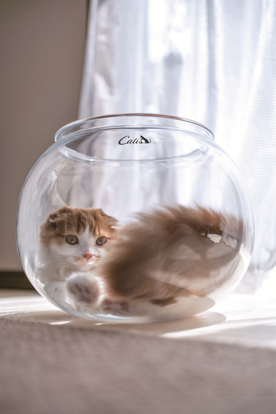 Catis | 出展者 Interpets Osaka 2026